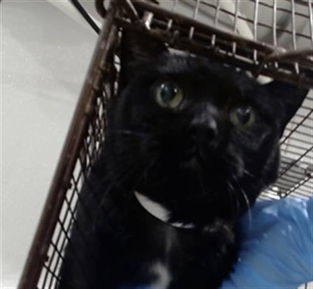 EMMA - Domestic Short Hair available for adoption