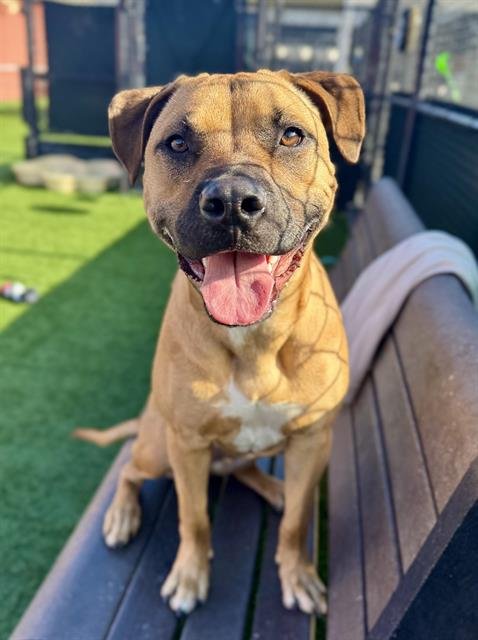 TOUCHDOWN - Pit Bull Terrier available for adoption