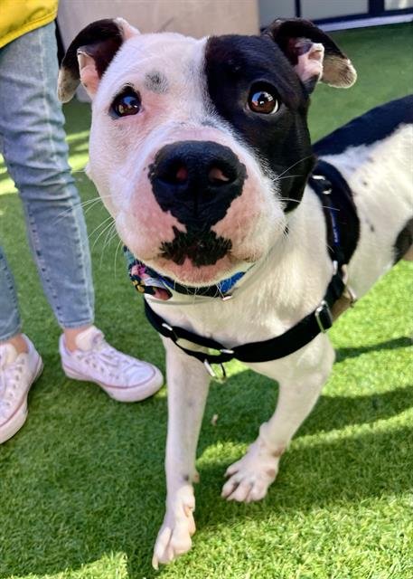 BEANIE - Pit Bull Terrier available for adoption