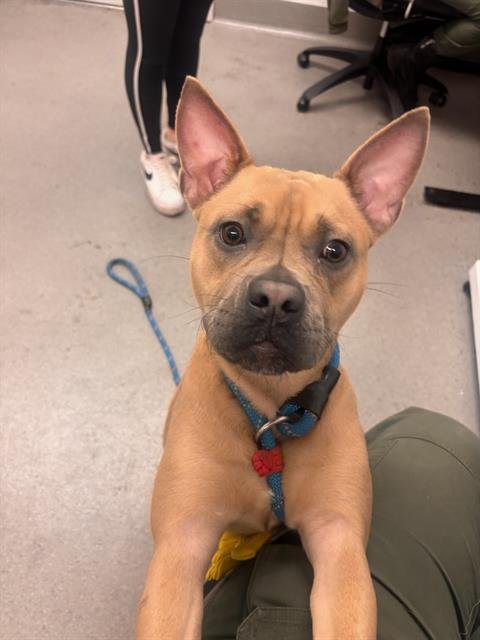 LEAPFROG - Pit Bull Terrier available for adoption