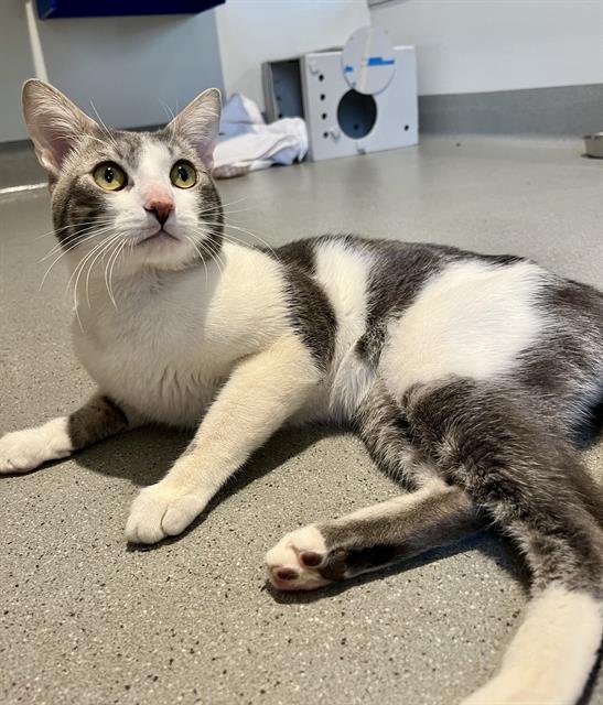 MASON - Domestic Short Hair available for adoption