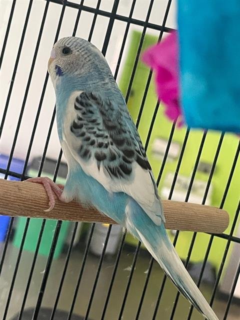 ISLA - Parakeet - Other available for adoption