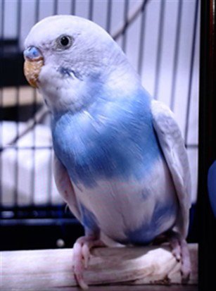 BLUEBERRY Image