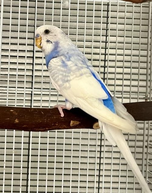 BLUEBERRY - Parakeet - Other available for adoption