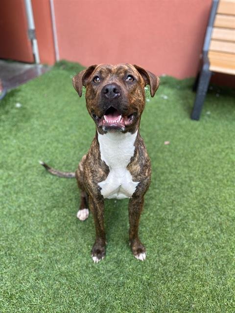 ROCKETTE - Pit Bull Terrier available for adoption