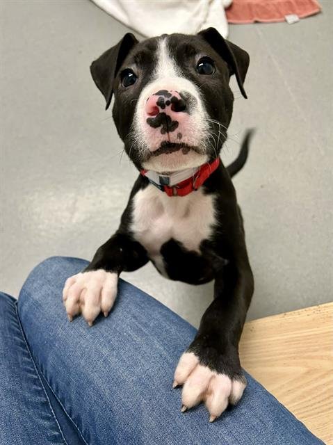 BILLY - Pit Bull Terrier available for adoption