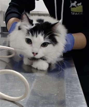 MUFFIN - Domestic Short Hair available for adoption