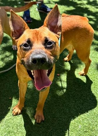 DOOGIE - Black Mouth Cur / German Shepherd Dog for adoption in San Francisco