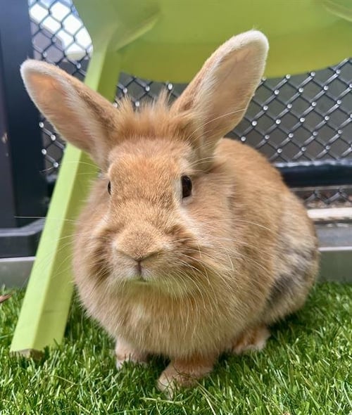 CALI - Shorthaired Rabbit available for adoption