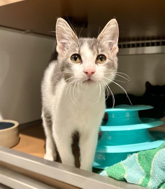 LB - Domestic Short Hair available for adoption