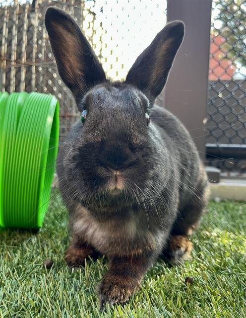 PEPPER - Shorthaired Rabbit available for adoption