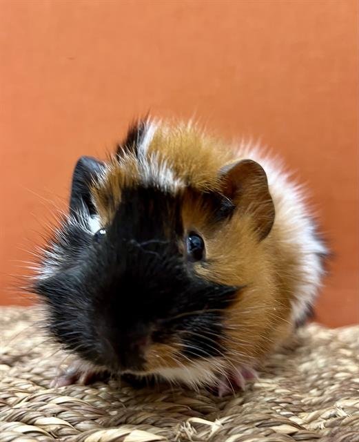 ZIM - Guinea Pig available for adoption