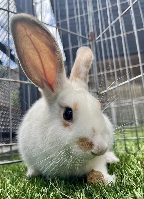 JESS - Shorthaired Rabbit available for adoption
