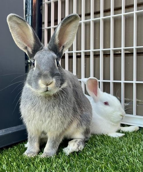 DUSK - Shorthaired Rabbit available for adoption