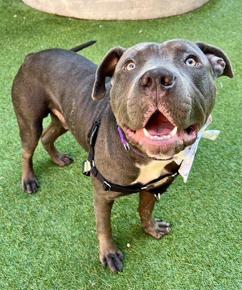 HORTON - Pit Bull Terrier for adoption in San Francisco
