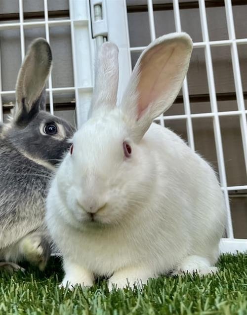 DAWN - Shorthaired Rabbit available for adoption