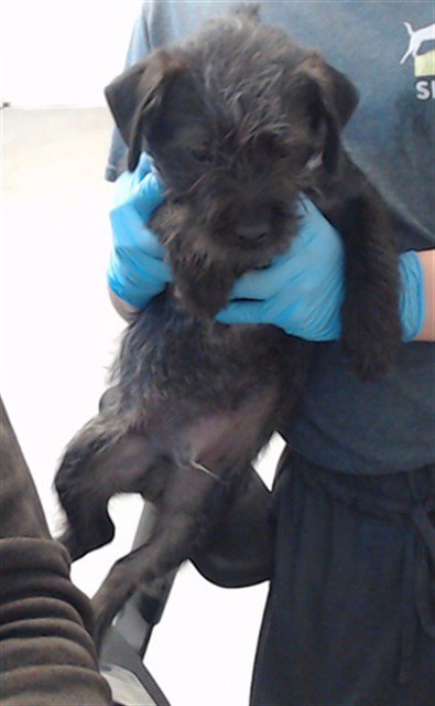 SCAMP - Miniature Schnauzer for adoption in San Francisco