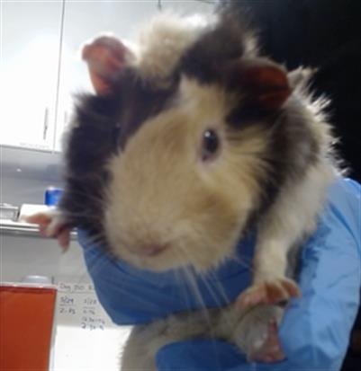 OCTOBER - Guinea Pig available for adoption