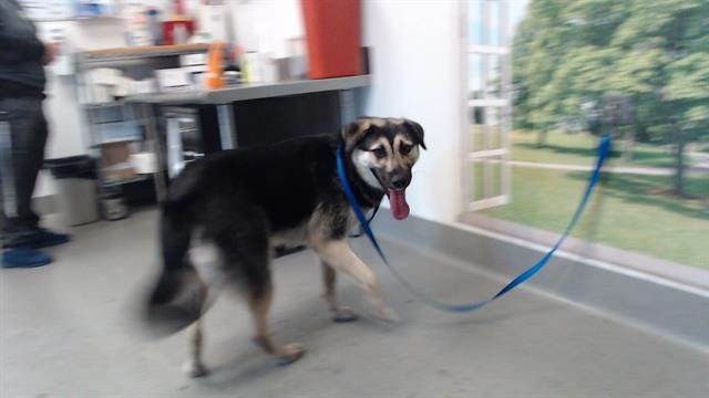 SAFFRON - German Shepherd Dog available for adoption