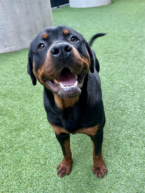 JACK - Rottweiler available for adoption