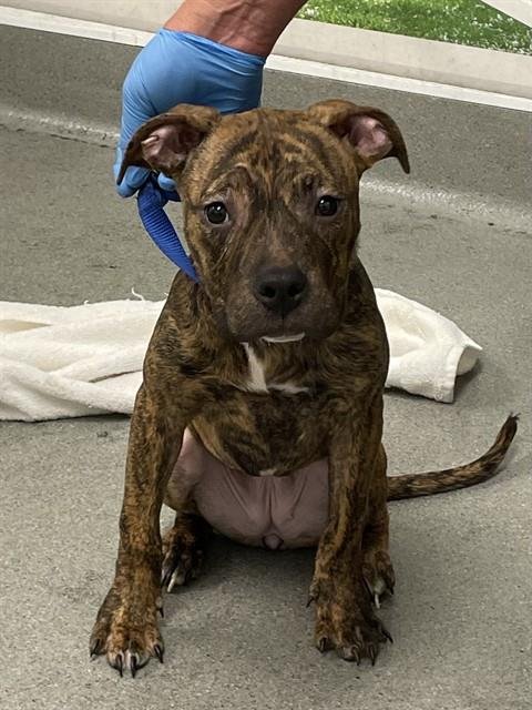 CALATHEA - Pit Bull Terrier available for adoption