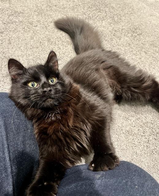 KATE - Domestic Short Hair available for adoption