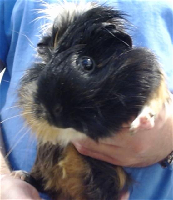 YOSHI - Guinea Pig available for adoption