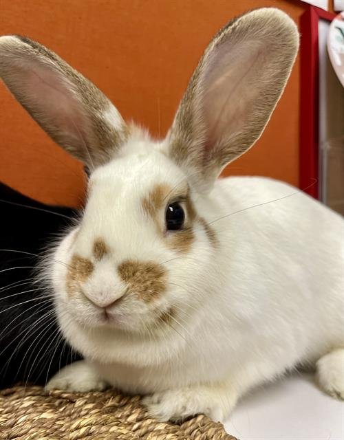 TEDDY - Shorthaired Rabbit available for adoption