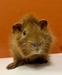 GOLDEN GRAHAM - Photo 1