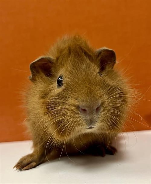 GOLDEN GRAHAM - Guinea Pig available for adoption