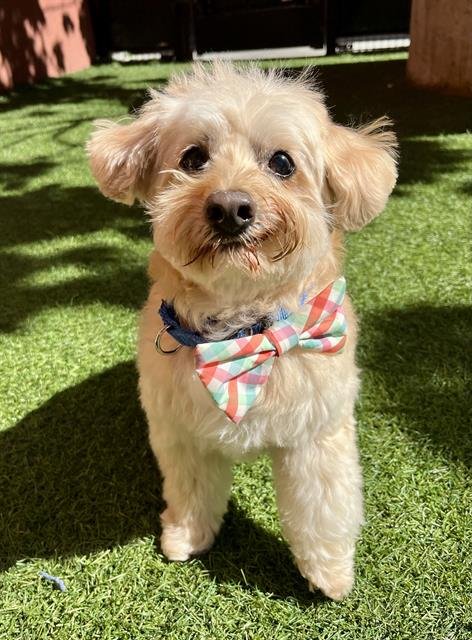 MICKEY - Lhasa Apso available for adoption