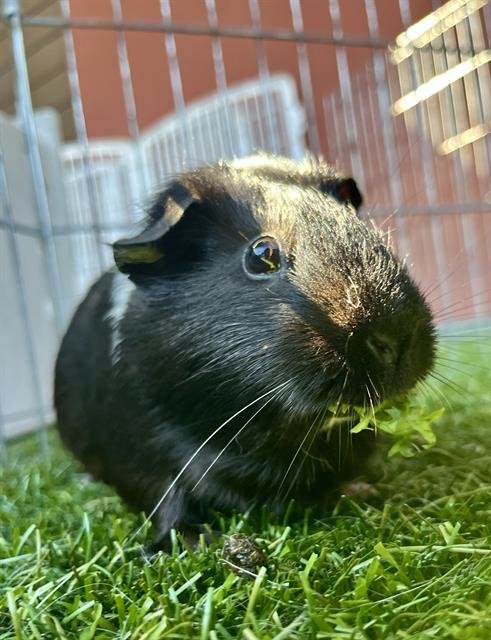 EDNA - Guinea Pig available for adoption