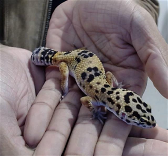 GALADRIEL - Gecko available for adoption