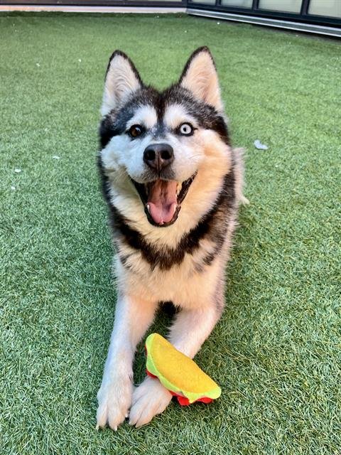 ICELAND - Siberian Husky available for adoption