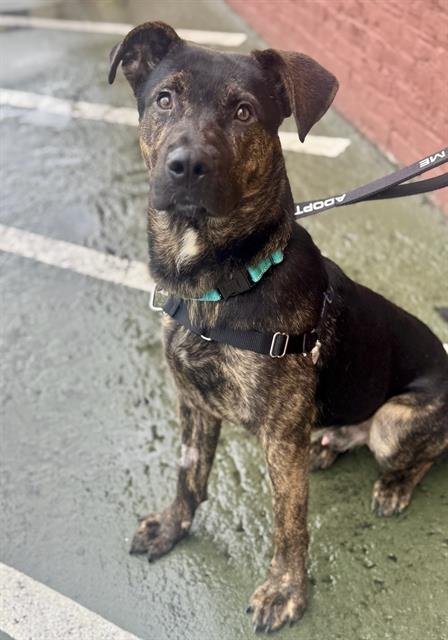 CARE BEAR - Pit Bull Terrier available for adoption