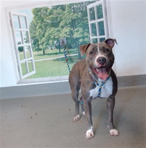 SHAY SHAY - Pit Bull Terrier for adoption in San Francisco