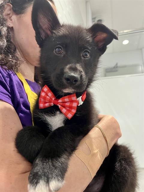 FAMOUS AMOS - German Shepherd Dog available for adoption