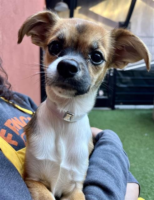 HUDDLE - Chihuahua available for adoption