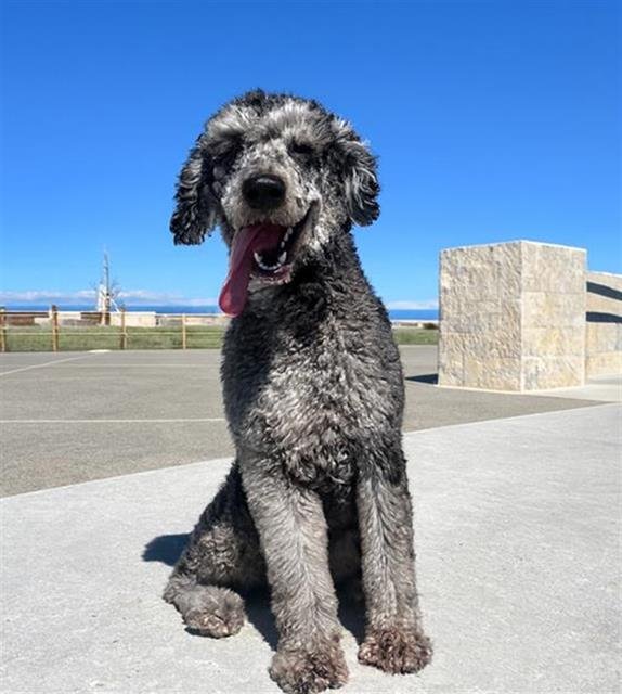 ARLO - Poodle (Standard) available for adoption