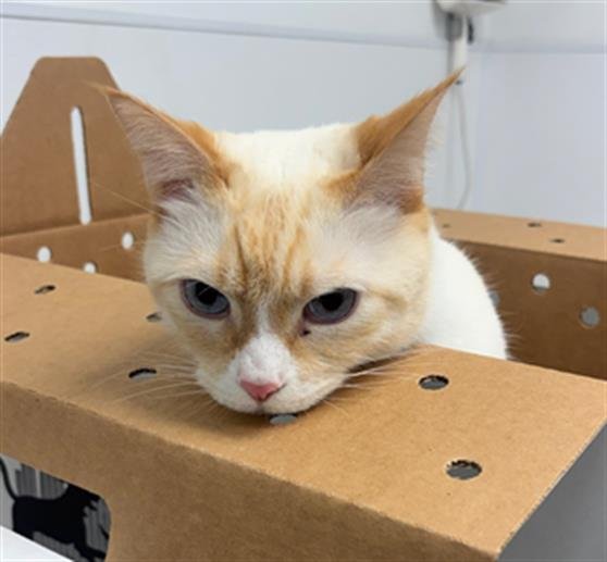 FLAME - Siamese available for adoption