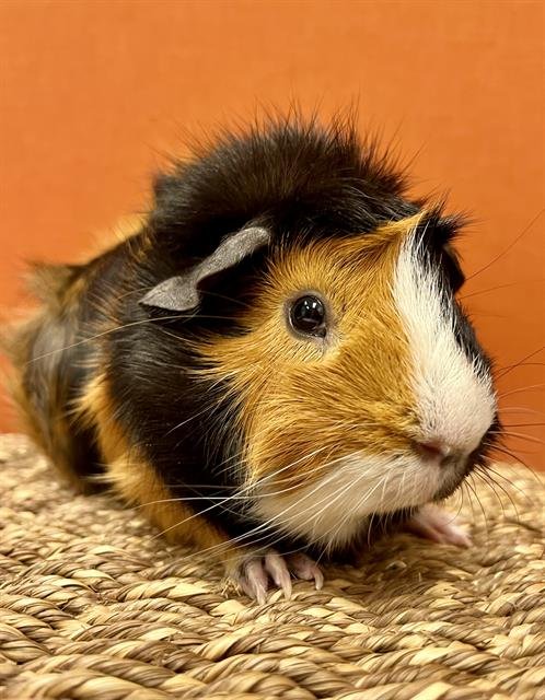 MARCUS - Guinea Pig available for adoption
