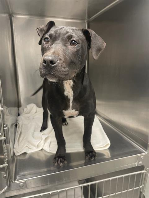 BLITZ - Pit Bull Terrier / Labrador Retriever available for adoption