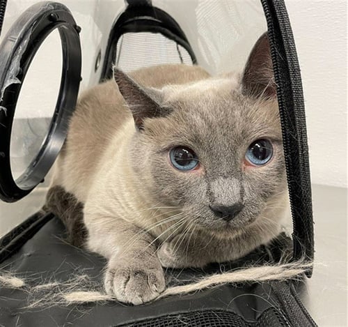 PRINCE - Siamese available for adoption