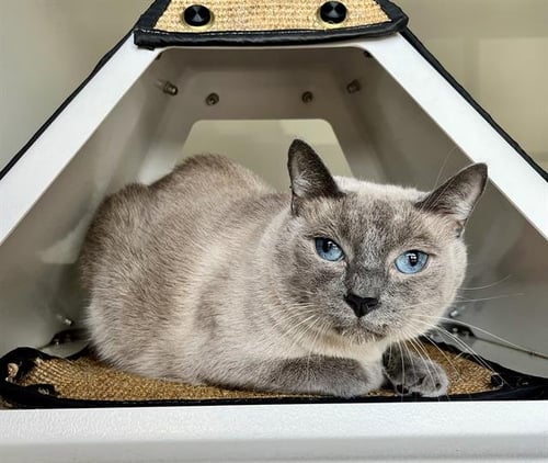 PRINCE - Siamese available for adoption