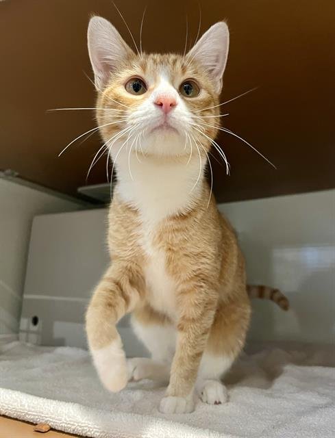 MATTIE - Domestic Short Hair available for adoption