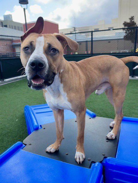 PEZ - Pit Bull Terrier for adoption in San Francisco