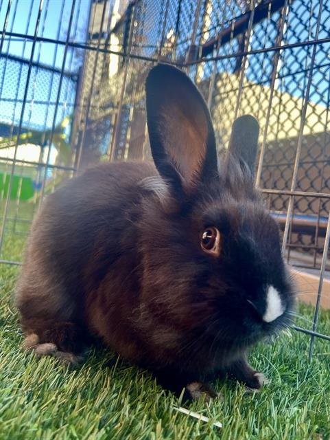 DOT - Shorthaired Rabbit available for adoption