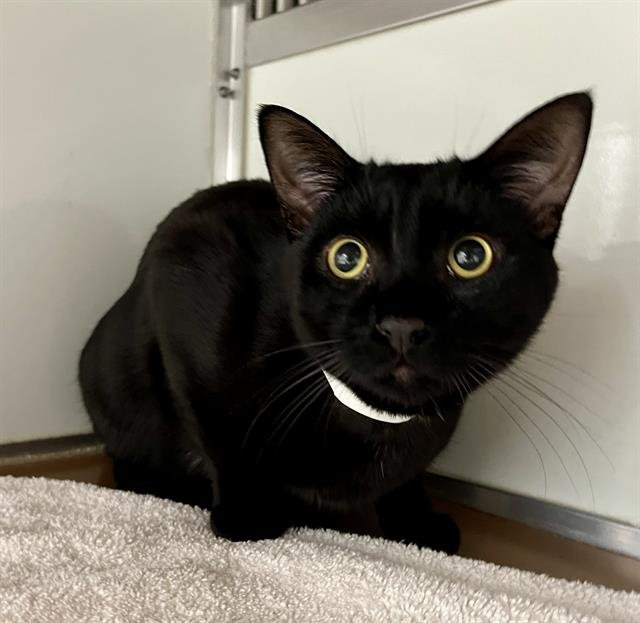 LUCKY - Domestic Short Hair available for adoption