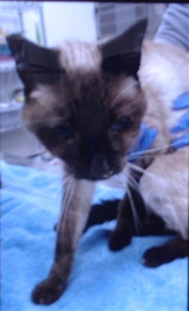 MYSTERY - Siamese available for adoption