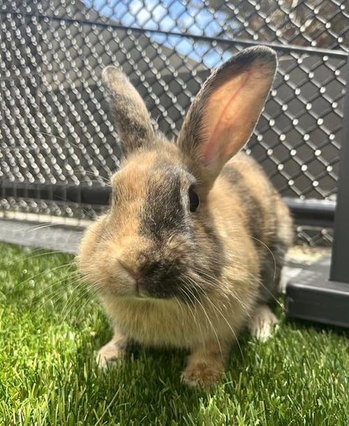 MS LION - Longhaired Rabbit available for adoption